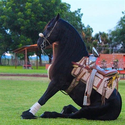 191 Me gusta, 2 comentarios - Caballos Bailadores De Jalisco (@caballos_bailadores_de_jalisco ...