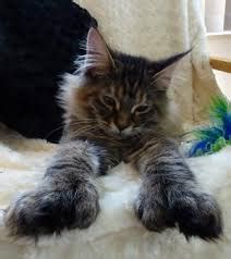 The Polydactyl Maine Coon – Why Some Cats Have Extra Toes - Maine Coon Expert