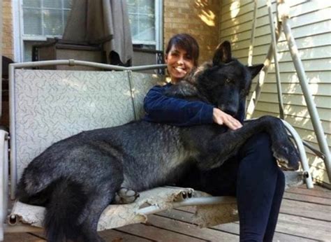 Wolf Hybrid : r/HumanForScale