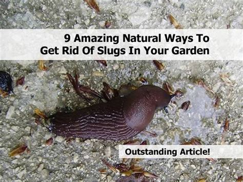 9 Amazing Natural Ways To Get Rid Of Slugs In Your Garden