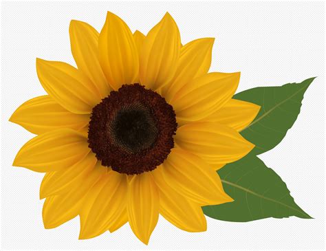 Free Sunflowers Cliparts, Download Free Sunflowers Cliparts png images, Free ClipArts on Clipart ...