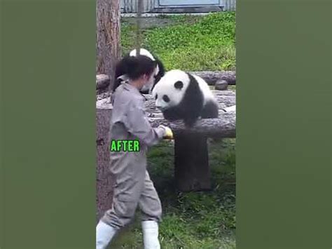 Baby Panda Not Helping Zookeeper #shorts - YouTube