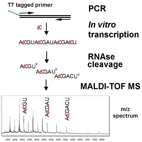 MALDI-TOF DNA Sequencing