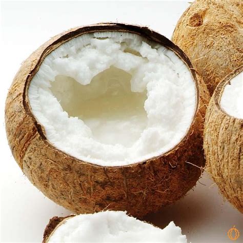 Coconut Butter Macapuno wild | Buy at Jurassic Fruit