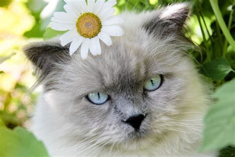 Top 12 Himalayan Cat Breeders: What To Look For