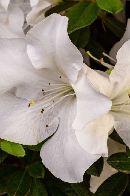 Autumn Ivory® | Encore Azalea