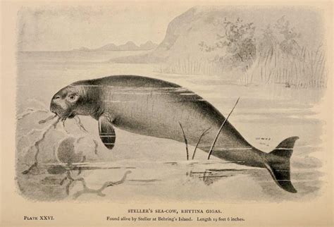 Creatures of Yesteryear: Steller’s Sea Cow | Discovery Blog | Discovery