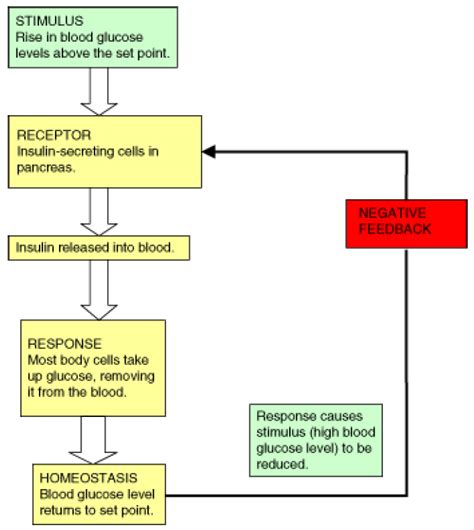 Homeostasis and Regulation in the Human Body ‹ OpenCurriculum