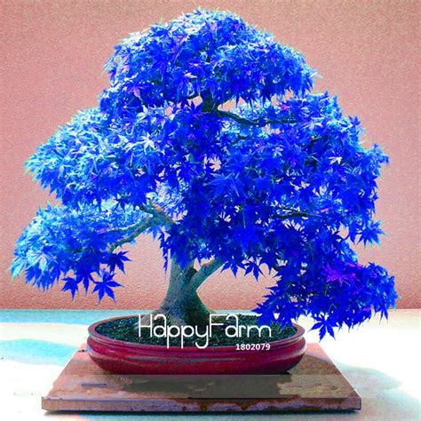 Japanese Maple Tree Bonsai Seeds 30pcs - Pure Bonsai