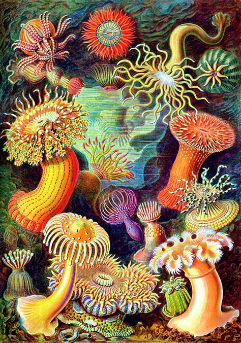 Actiniae Sea Anemones Painting by Ernst Haeckel - Fine Art America