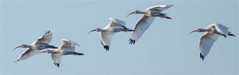 White Ibis Gallery - Flying Lessons