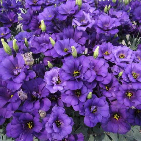 Lisianthus Seeds, Purple Blue, Flower Seeds#007 – Mays Garden Seed