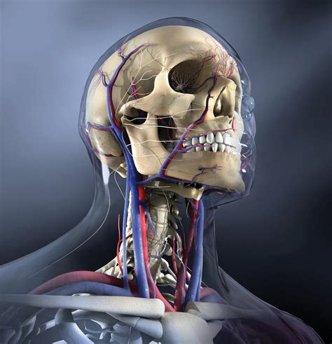 Anatomy Of The Neck Bones