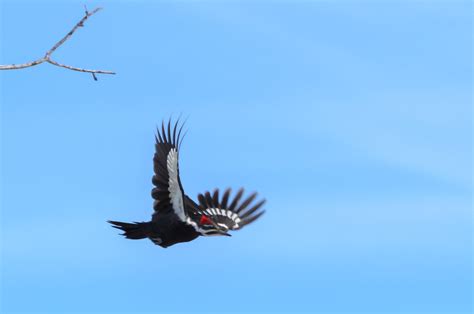 Flying Pileated Woodpecker | Jumping from a tree. | Dave A7 | Flickr