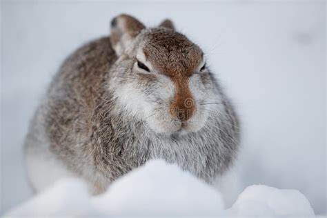 Mountain hare in the snow stock photo. Image of leporidae - 137893848