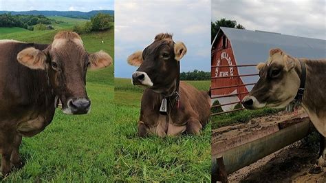 Brown Swiss Cows - YouTube