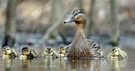 Mallard Overview, All About Birds, Cornell Lab of Ornithology