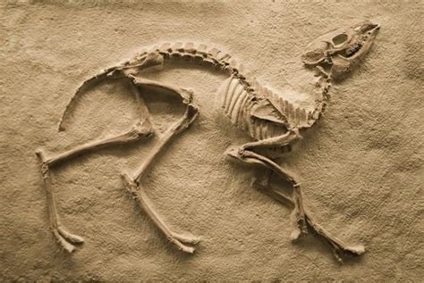 Why Do We Care about Fossils? - STEMJobs