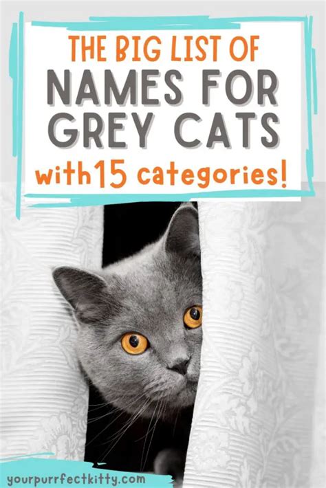 The Big List of Grey Cat Names - Your Purrfect Kitty