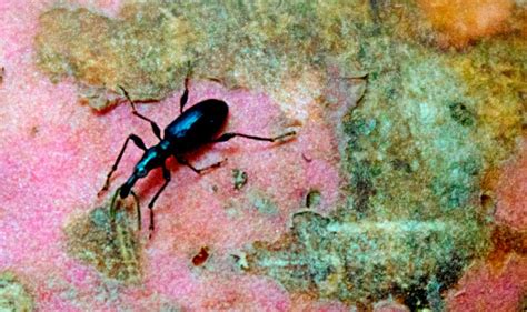 Weevil Resistant Sweetpotato Through Biotechnology