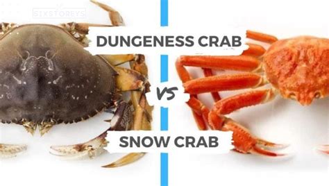 Dungeness Crab vs Snow Crab [See Who Takes Gold in 2024]