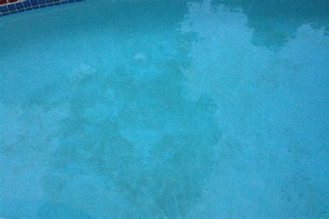 What is Black Algae? – Ramon Pool Service, LLC.