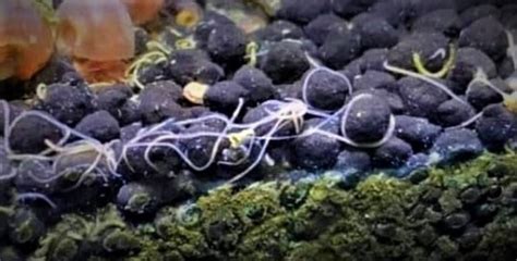 Detritus Worms: Prevention, Causes & How To Get Rid Of them