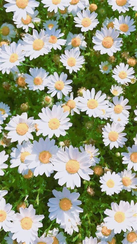 Cute Daisy Wallpapers - Wallpaper Cave