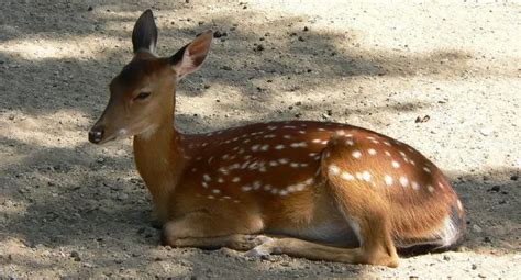 Sika Deer | The Animal Facts | Appearance, Diet, Habitat, Behavior, Range