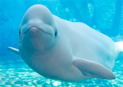 Vancouver Aquarium's beluga Aurora feeling better after new treatment ...