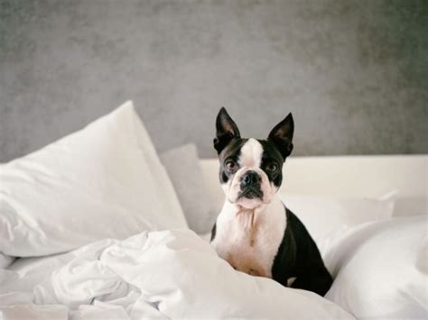 5 Dog-Friendly Hotels in San Diego