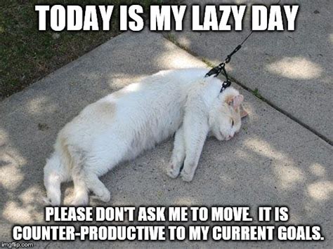 Lazy Cat - Imgflip