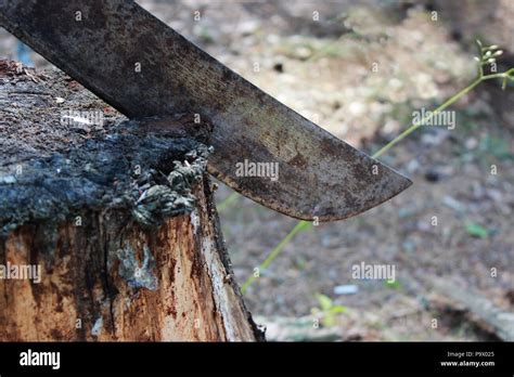 old rusty big machete knife sticks out in a stump in the nature during ...