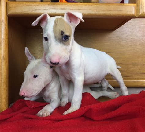 Bull Terrier Puppies For Sale | Miami, FL #255730