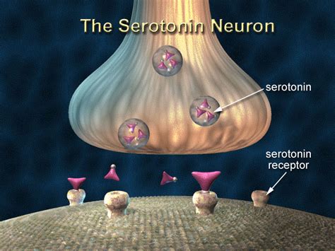 Difference Between SSRI and SNRI | Compare the Difference Between Similar Terms