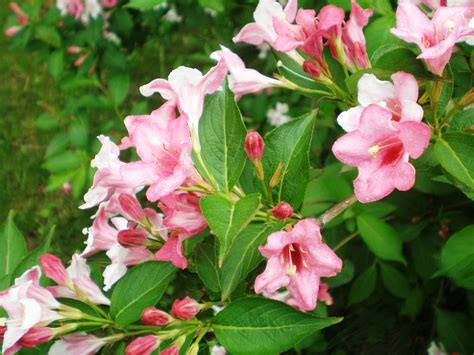 Weigela florida (Old Fashioned Weiglea, Weigela) | North Carolina Extension Gardener Plant Toolbox