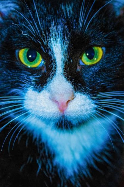 Premium Photo | Black cat with scary green eyes