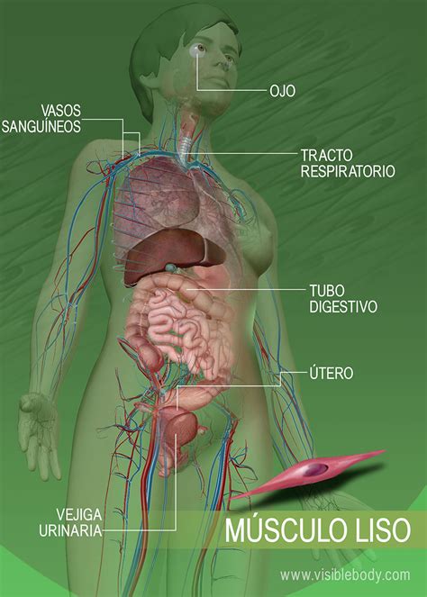 Tipos de músculos | Aprenda sobre anatomía muscular