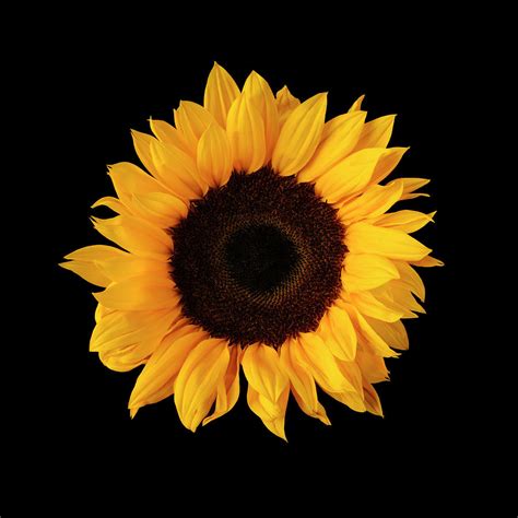 Sunflower On Black Background by William Turner