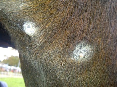 Sarcoids - Expert advice on horse care and horse riding