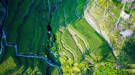 Premium Photo | A beautiful view of tegalalang rice field located in ubud bali indonesia