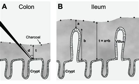 Schematic drawing of the principle of measuring mucus thickness ex ...