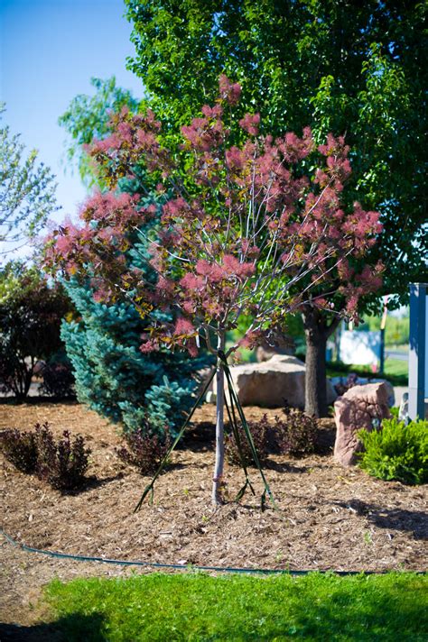 SMOKE TREE For Sale in Boulder Colorado