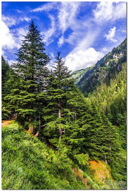 Cedrus deodara National Tree of Pakistan Beautiful Deodar trees ...