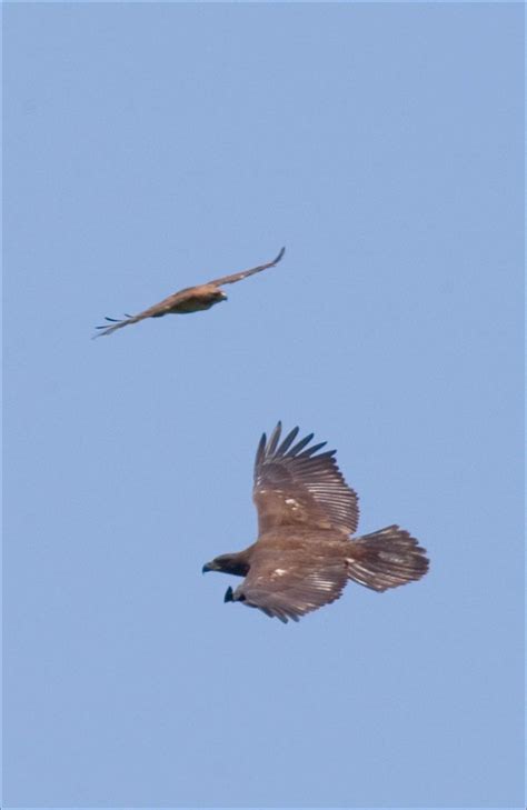 Free picture: two, eagles, flying, blue, sky