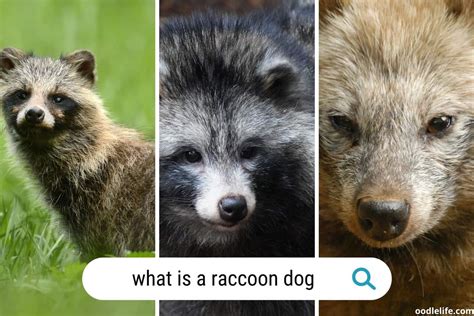 What Is A Raccoon Dog? (with Photos) Understanding This Canine Species - OodleLife®