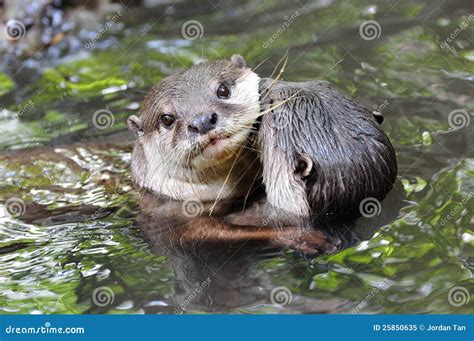 Wild otters hugging stock image. Image of mammal, carnivorous - 25850635