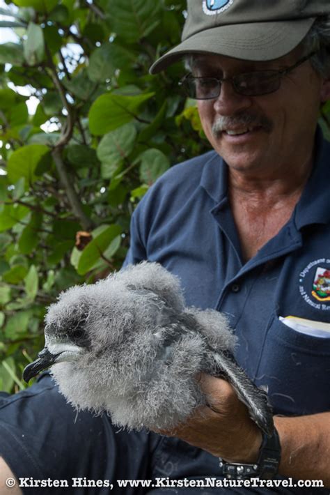 Bermuda Petrel: A Conservation Success Story | Nature Writing & Photography by Kirsten Hines