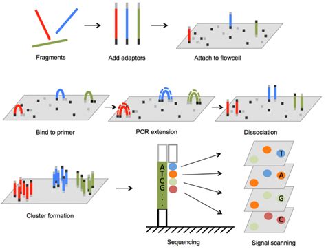 Illumina测序平台原理、流程 | 百迈客生物