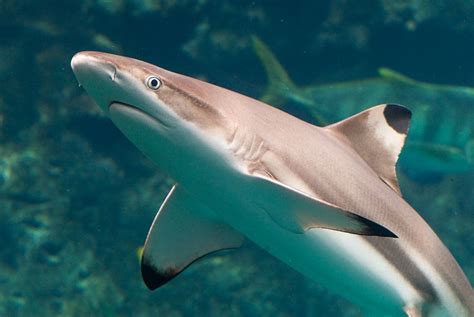 Animals of the world: Sharpnose Shark